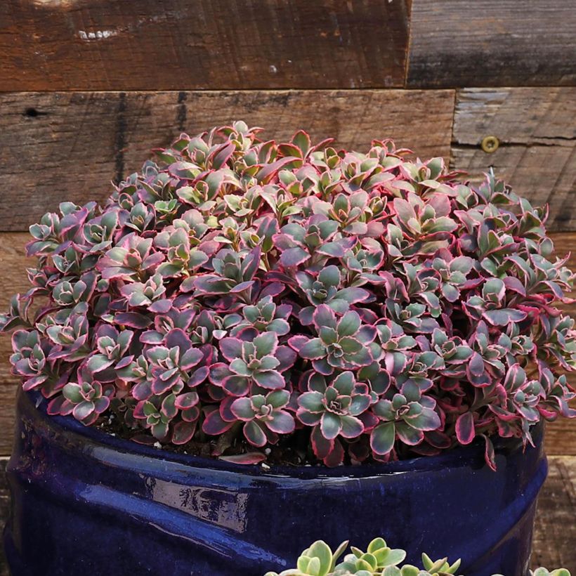 Sedum Sunsparkler Dream Dazzler - Hemelsleutel (Groeiplaats)