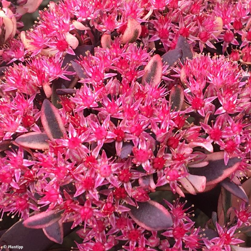 Sedum Sunsparkler Dream Dazzler - Hemelsleutel (Bloei)