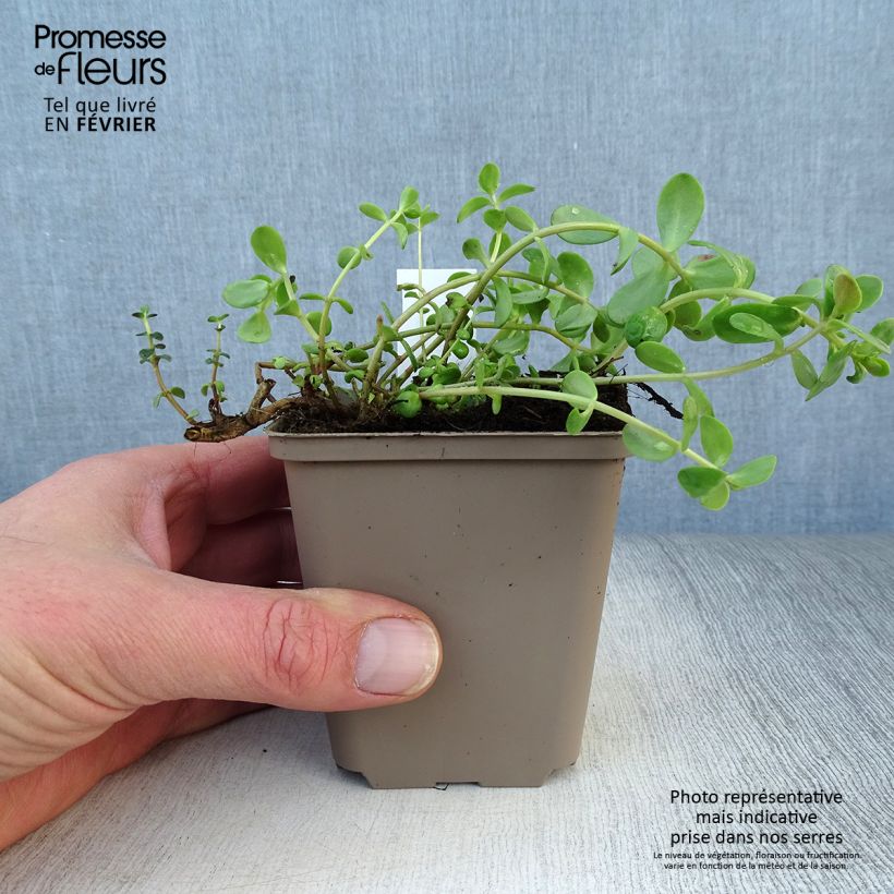 Example of Sedum Sunsparkler Firecracker - Orpin  Kweekpotje van 8/9 cm as you get in hiver