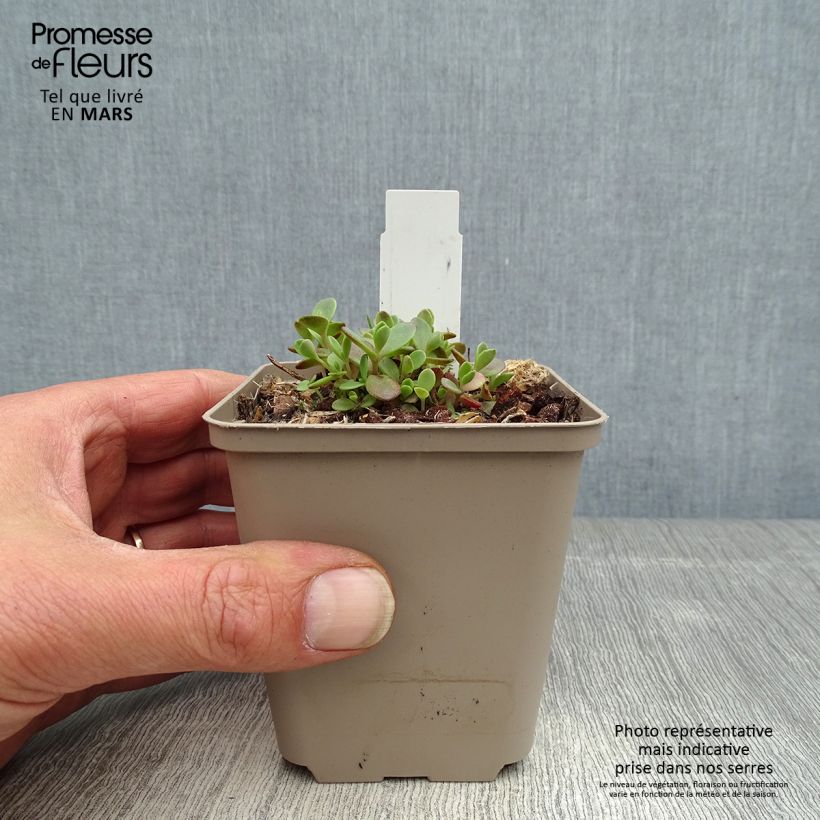 Exemplaar van Sedum Sunsparkler Firecracker - Hemelsleutel Kweekpotje van 8/9 cm zoals geleverd in de lente