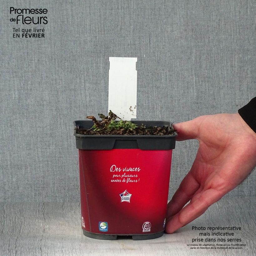 Example of Sedum Sunsparkler Firecracker - Orpin  Pot van 1,5 l/2 l as you get in hiver