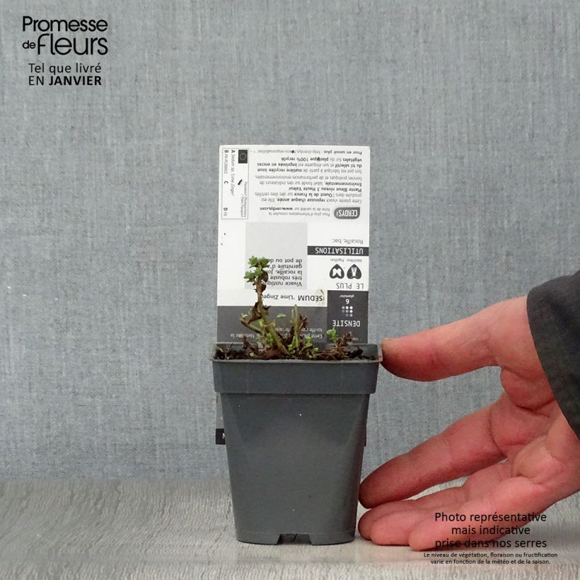 Example of Sedum Sunsparkler Lime Zinger - Orpin vert lime Kweekpotje van 8/9 cm as you get in hiver
