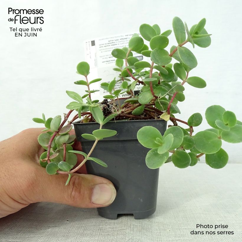 Exemplaar van Sedum Sunsparkler Lime Zinger - Hemelsleutel Kweekpotje van 8/9 cm zoals geleverd in de zomer