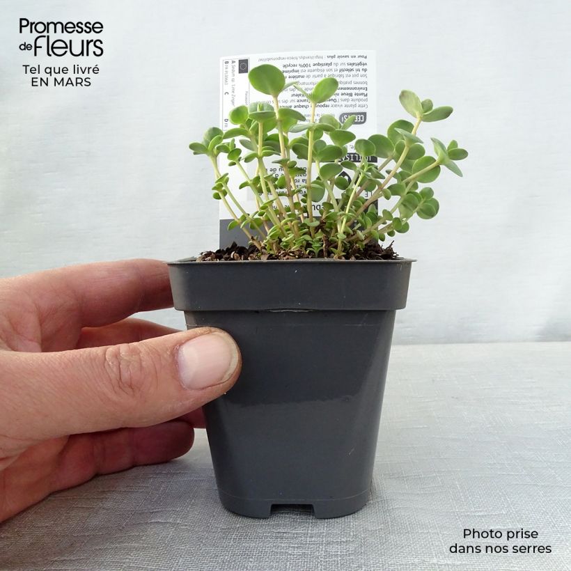 Exemplaar van Sedum Sunsparkler Lime Zinger - Hemelsleutel Kweekpotje van 8/9 cm zoals geleverd in de lente