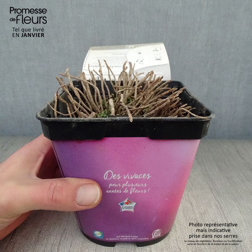 Example of Sedum Sunsparkler Lime Zinger - Orpin vert lime Pot van 2 l/3 l as you get in hiver