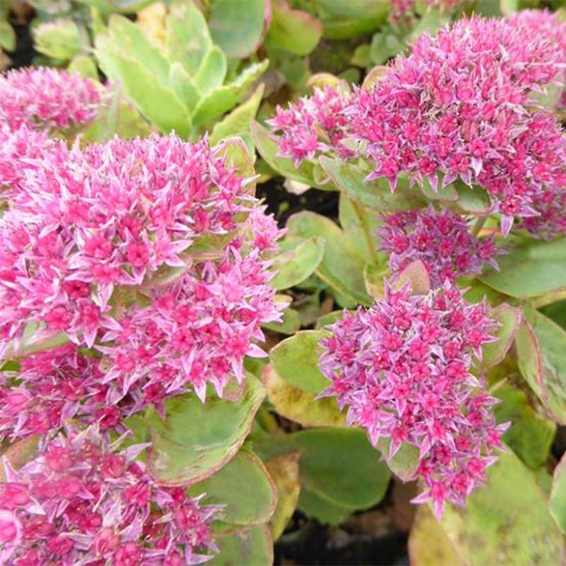Sedum spectabile Tropical Night - Hemelsleutel (Bloei)