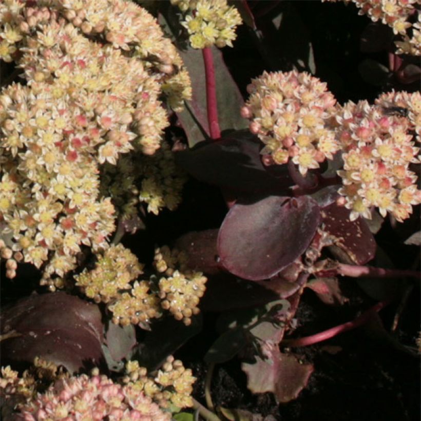 Sedum Twinkling Star - Hemelsleutel (Blad)
