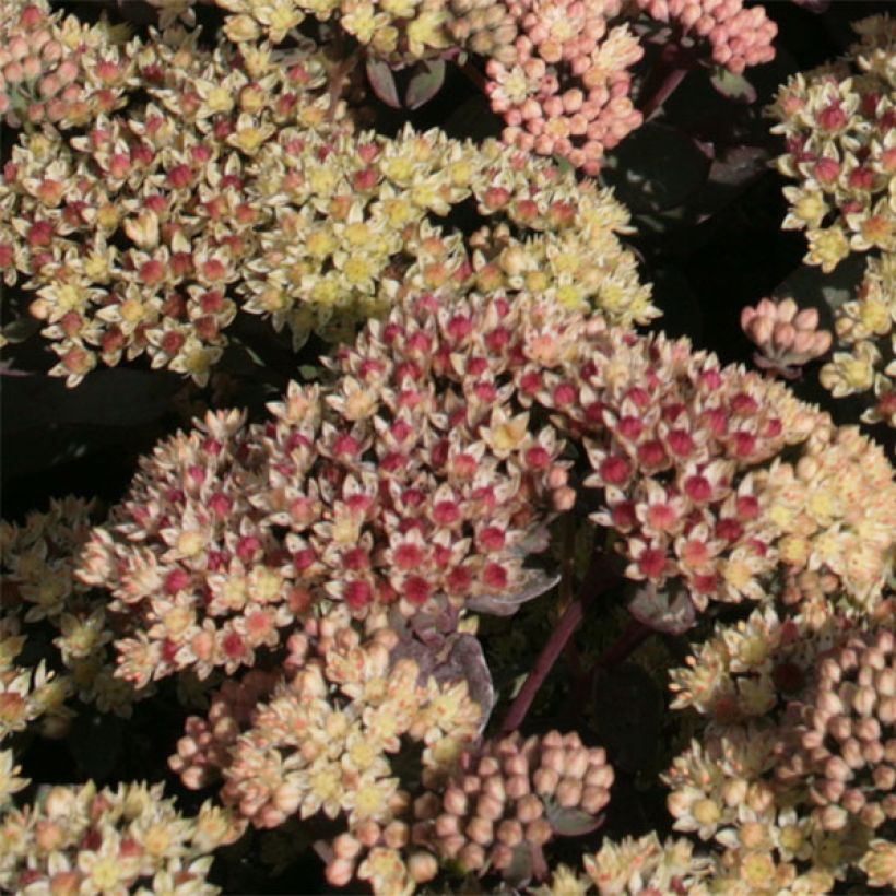 Sedum Twinkling Star - Hemelsleutel (Bloei)