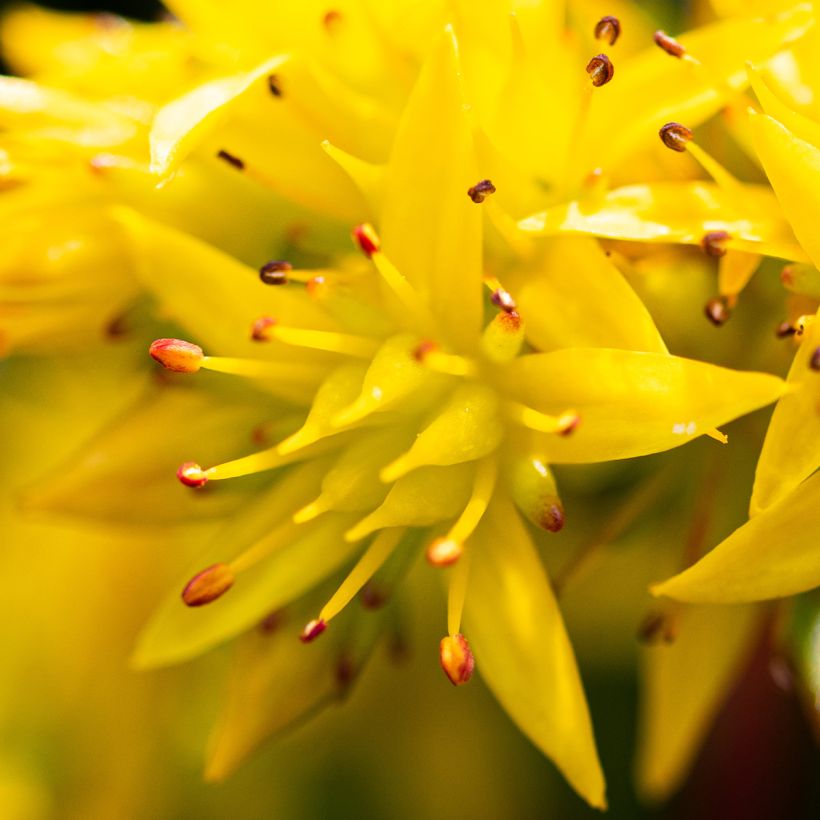 Sedum kamtschaticum var. floriferum Weihenstephaner Gold - Vetkruid (Bloei)