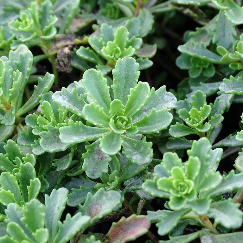 Sedum kamtschaticum var. floriferum Weihenstephaner Gold - Vetkruid (Blad)