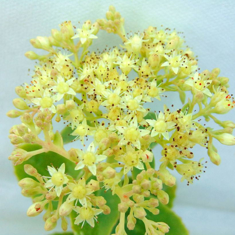Sedum spectabile Yellow Xenox - Hemelsleutel (Flowering)