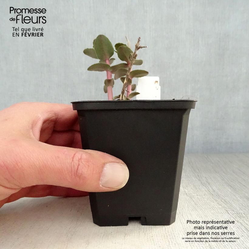 Example of Sedum Yellow Xenox® - Orpin  Kweekpotje van 8/9 cm as you get in hiver