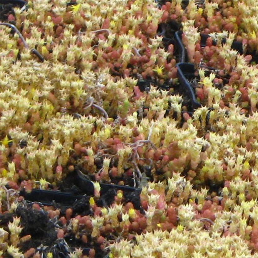 Sedum acre Yellow Queen - Gele muurpeper (Foliage)
