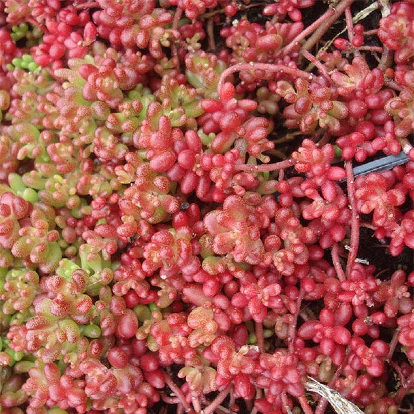 Sedum album Coral Carpet - Wit vetkruid (Bloei)