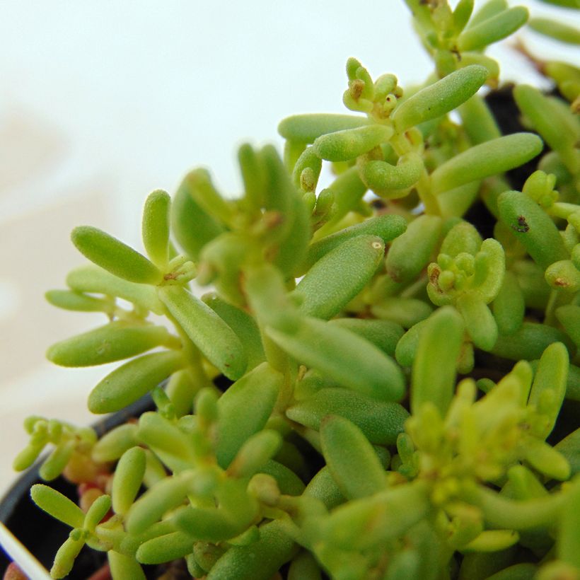 Sedum album Coral Carpet - Wit vetkruid (Blad)