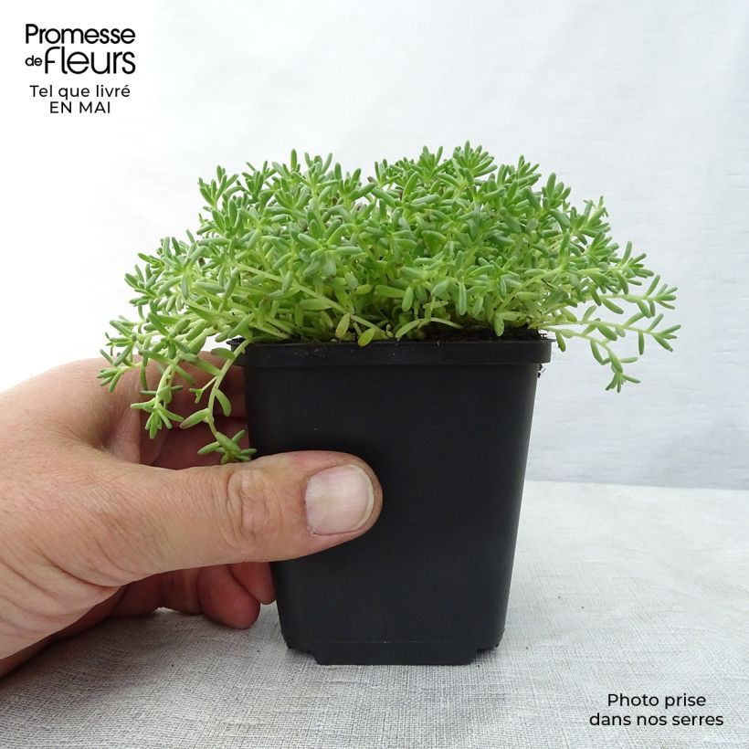 Exemplaar van Sedum album Coral Carpet - Wit vetkruid Kweekpotje van 8/9 cm zoals geleverd in de lente
