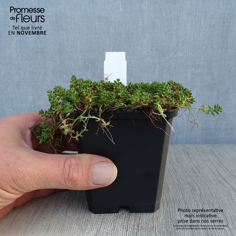 Exemplaar van Sedum album Coral Carpet - Wit vetkruid Kweekpotje van 8/9 cm zoals geleverd in de herfst