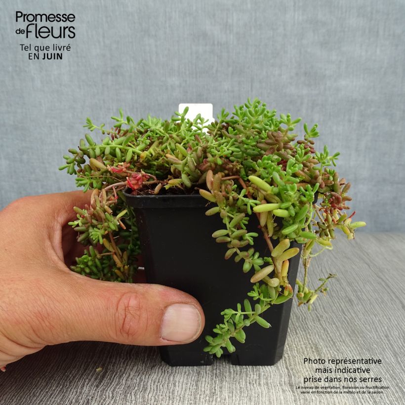 Exemplaar van Sedum album Coral Carpet - Wit vetkruid Kweekpotje van 8/9 cm zoals geleverd in de zomer