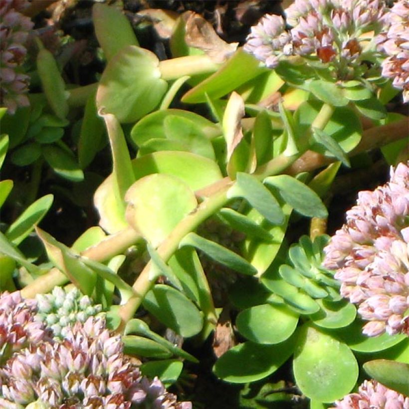 Sedum anacampseros - Vetkruid (Foliage)