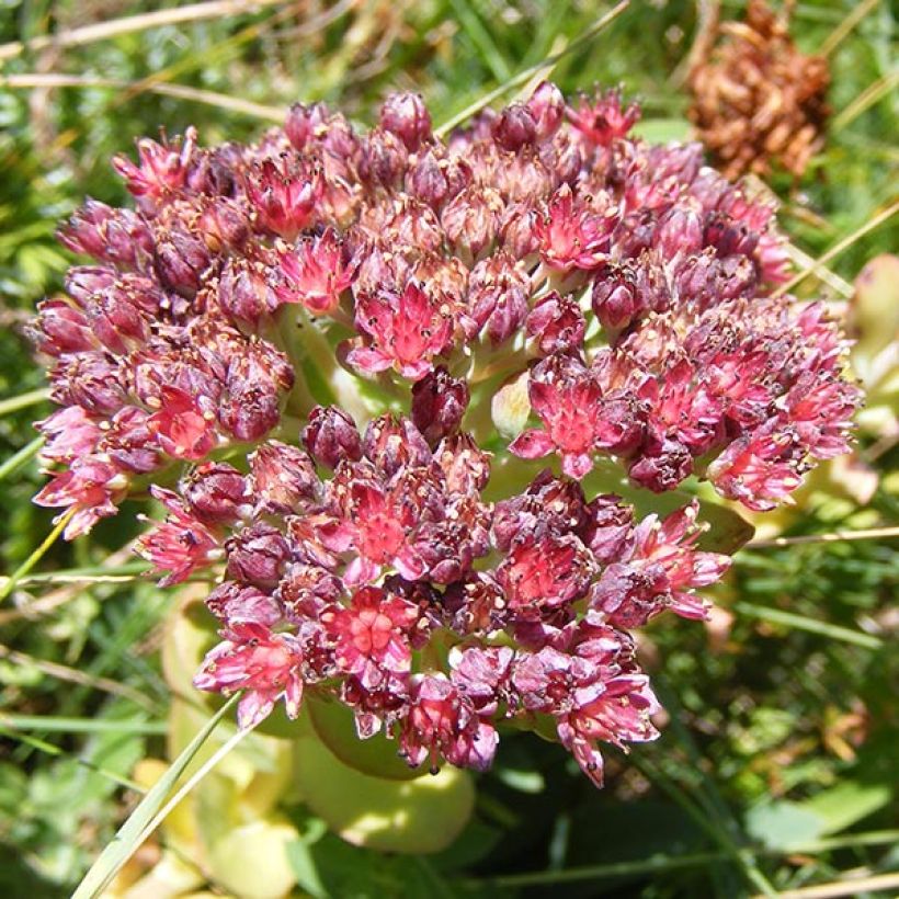 Sedum anacampseros - Vetkruid (Flowering)