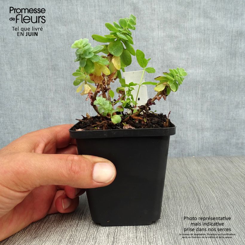 Exemplaar van Sedum anacampseros - Vetkruid Kweekpotje van 8/9 cm zoals geleverd in de zomer
