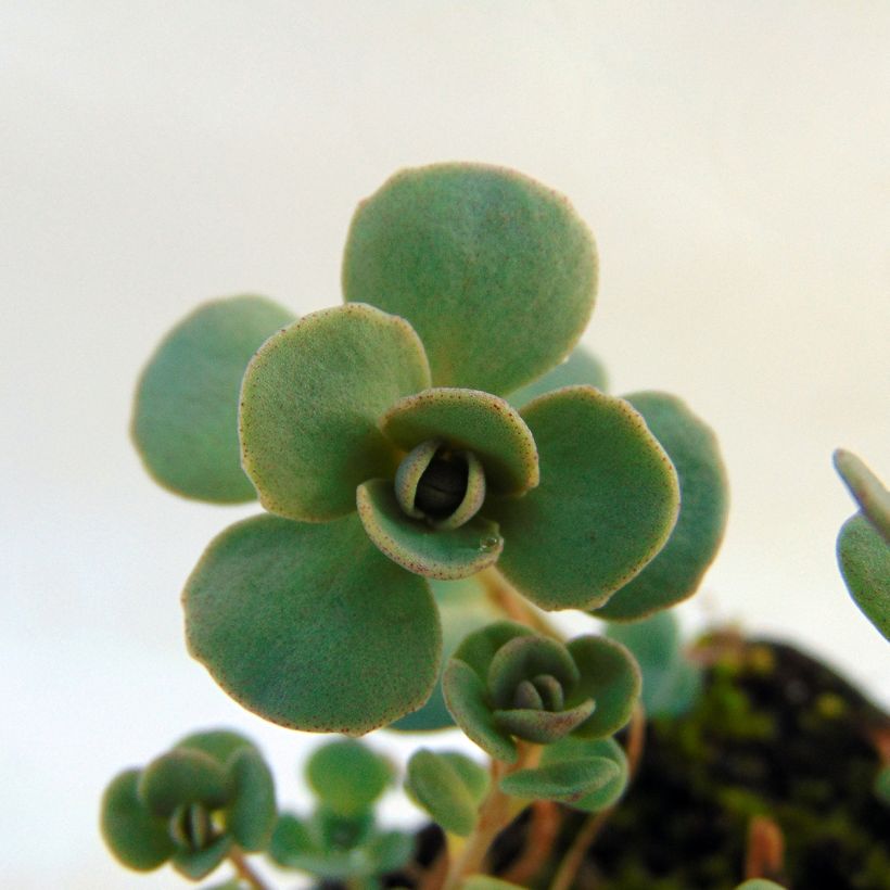 Sedum cauticola Lidakense - Vetkruid (Foliage)