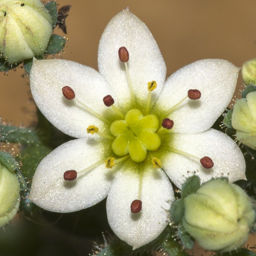Sedum dasyphyllum - Dik vetkruid (Bloei)