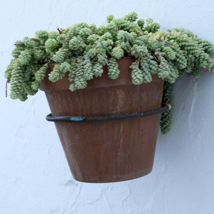 Sedum dasyphyllum - Dik vetkruid (Groeiplaats)