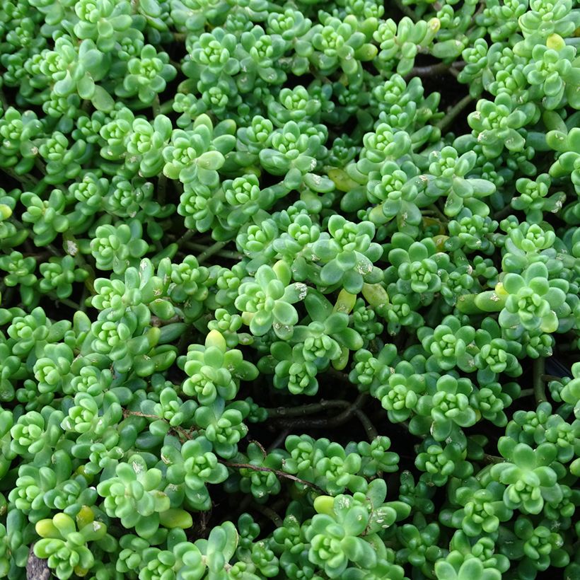 Sedum divergens - Vetkruid (Blad)
