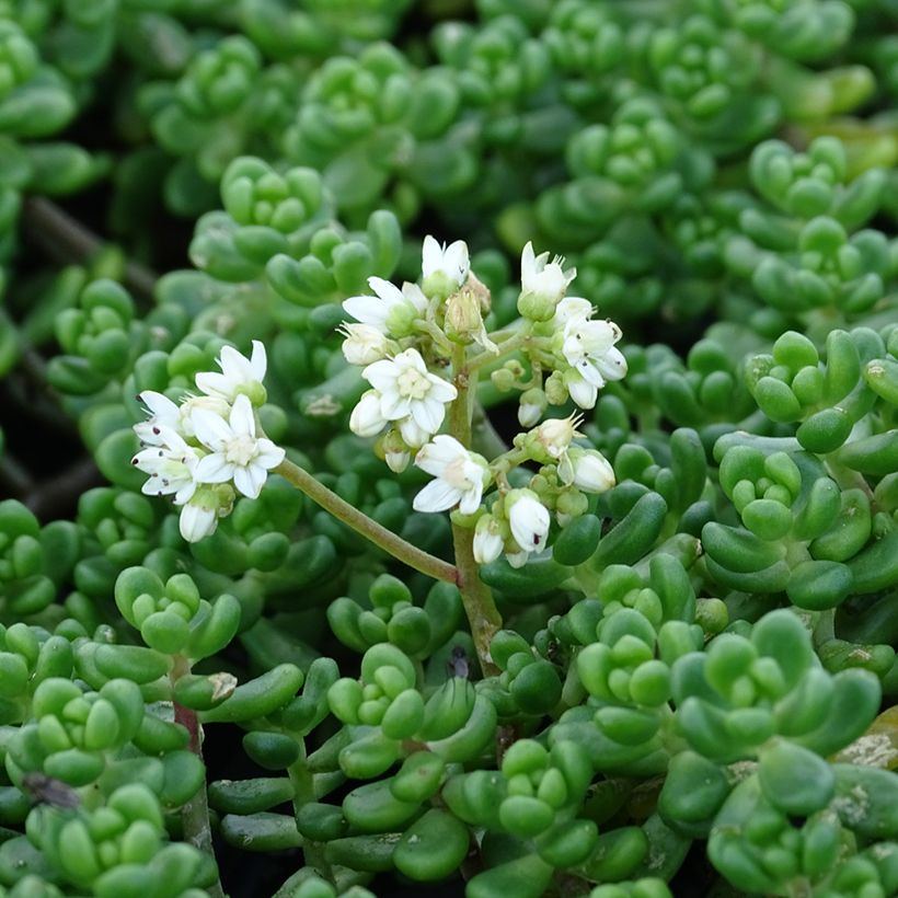 Sedum divergens - Vetkruid (Bloei)