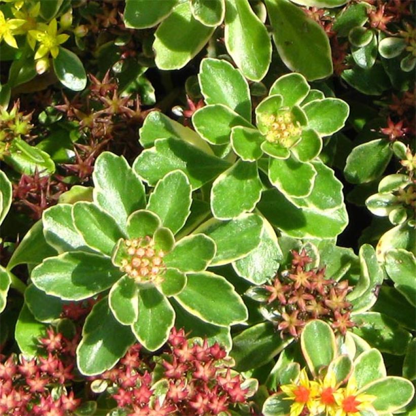 Sedum kamtschaticum Variegatum - Kamtsjatka-muurpeper (Foliage)