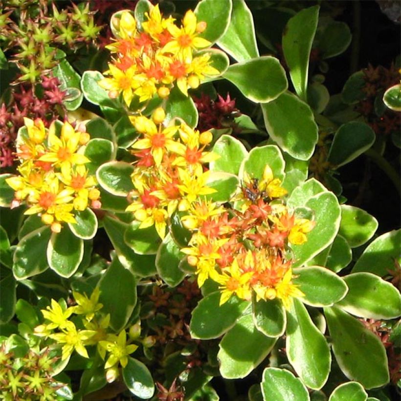 Sedum kamtschaticum Variegatum - Kamtsjatka-muurpeper (Flowering)