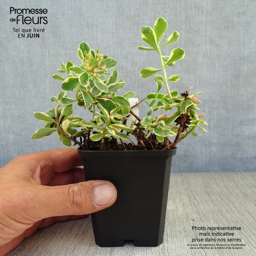 Exemplaar van Sedum kamtschaticum Variegatum - Kamtsjatka-muurpeper Kweekpotje van 8/9 cm zoals geleverd in de zomer