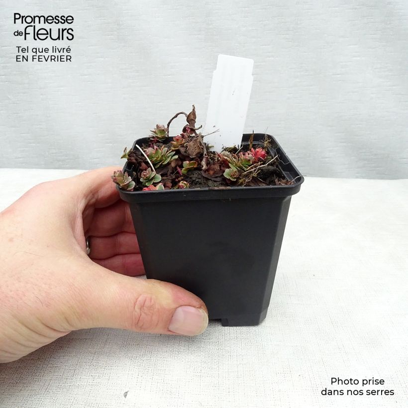 Example of Orpin du Kamtchatka - Sedum kamtschaticum Variegatum Kweekpotje van 8/9 cm as you get in hiver