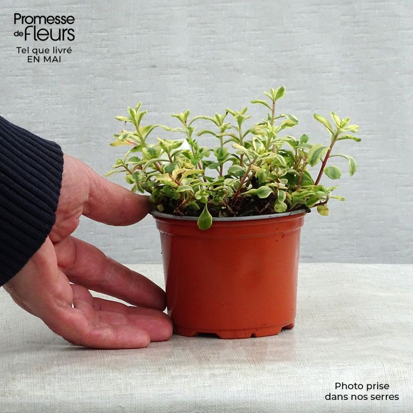 Exemplaar van Sedum kamtschaticum Variegatum - Kamtsjatka-muurpeper Kweekpotje van 8/9 cm zoals geleverd in de lente