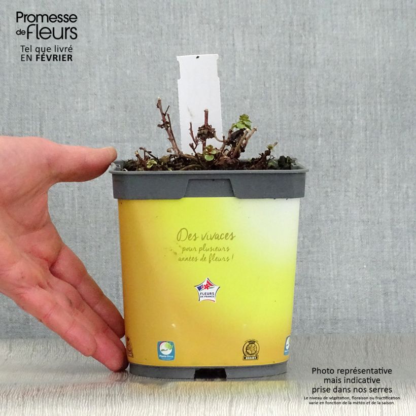 Example of Orpin du Kamtchatka - Sedum kamtschaticum Variegatum Pot van 2 l/3 l as you get in hiver