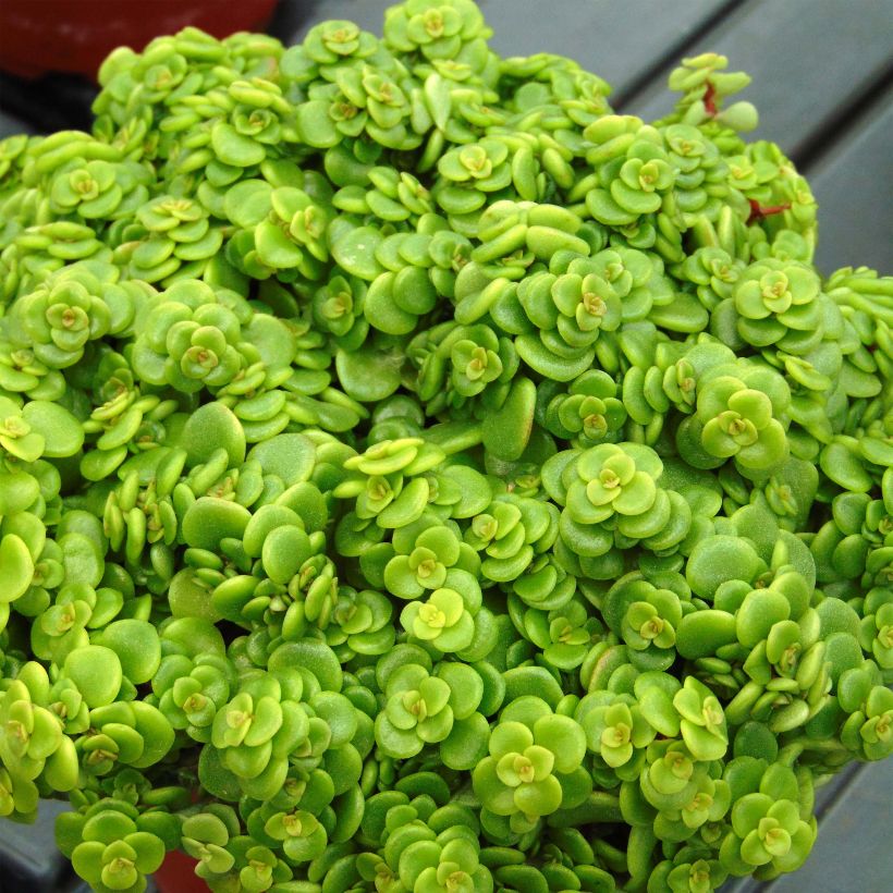 Sedum makinoi Lime - Vetkruid (Foliage)