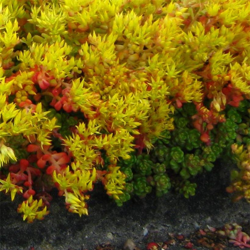 Sedum oreganum - Vetkruid (Plant habit)