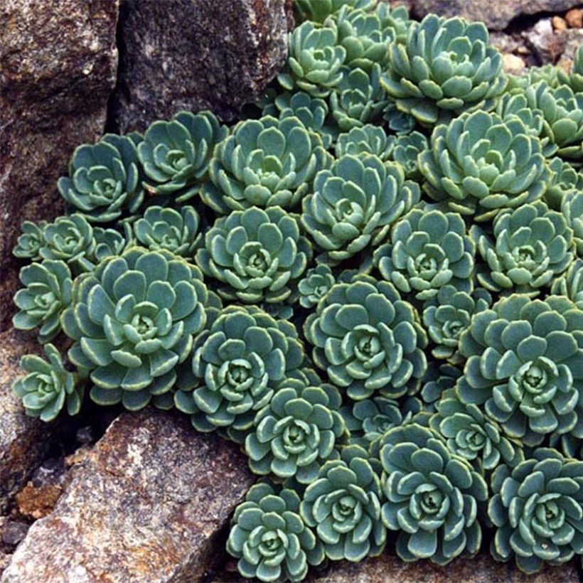 Sedum pachyclados - Vetkruid (Foliage)