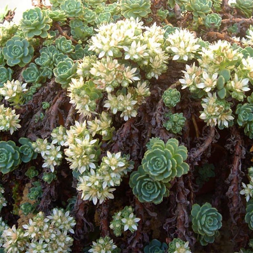 Sedum pachyclados - Vetkruid (Flowering)