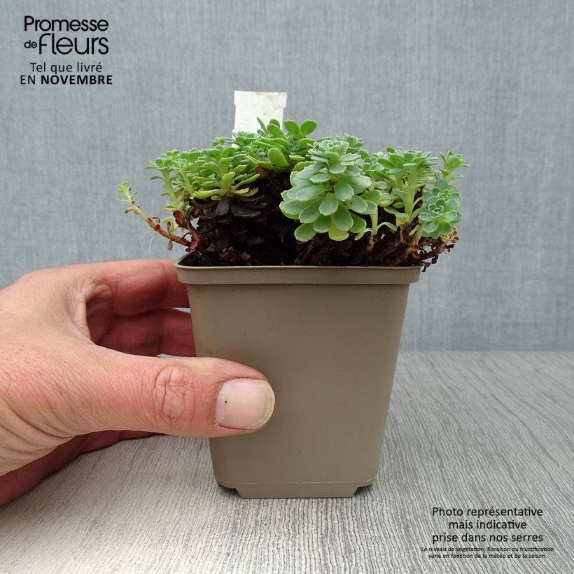 Exemplaar van Sedum pachyclados - Vetkruid Kweekpotje van 8/9 cm zoals geleverd in de herfst