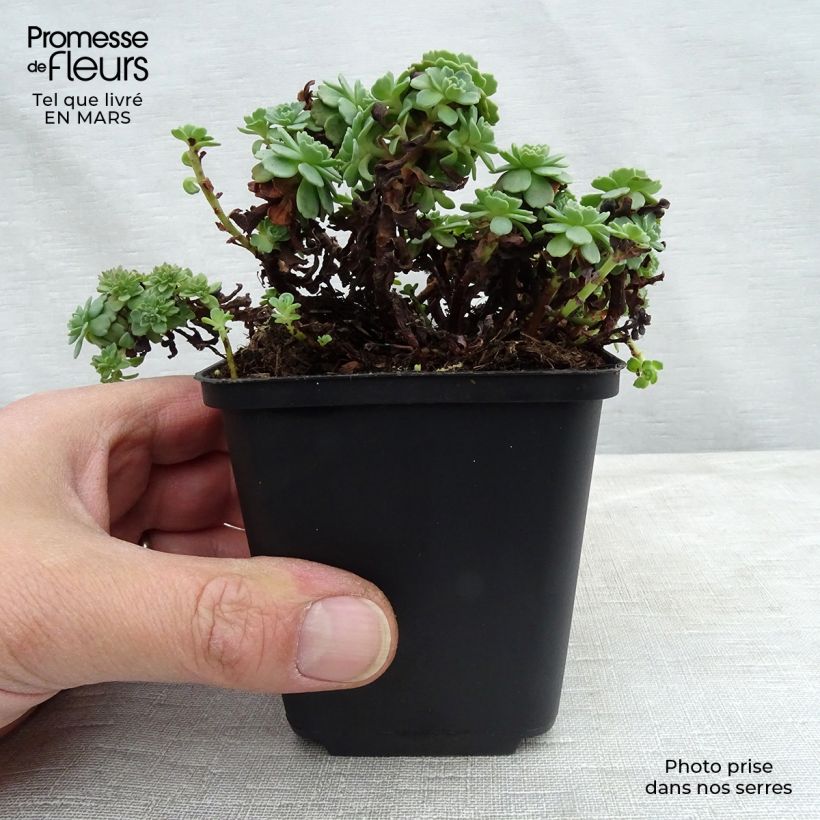 Example of Sedum pachyclados - Orpin pachyclados Kweekpotje van 8/9 cm as you get in hiver