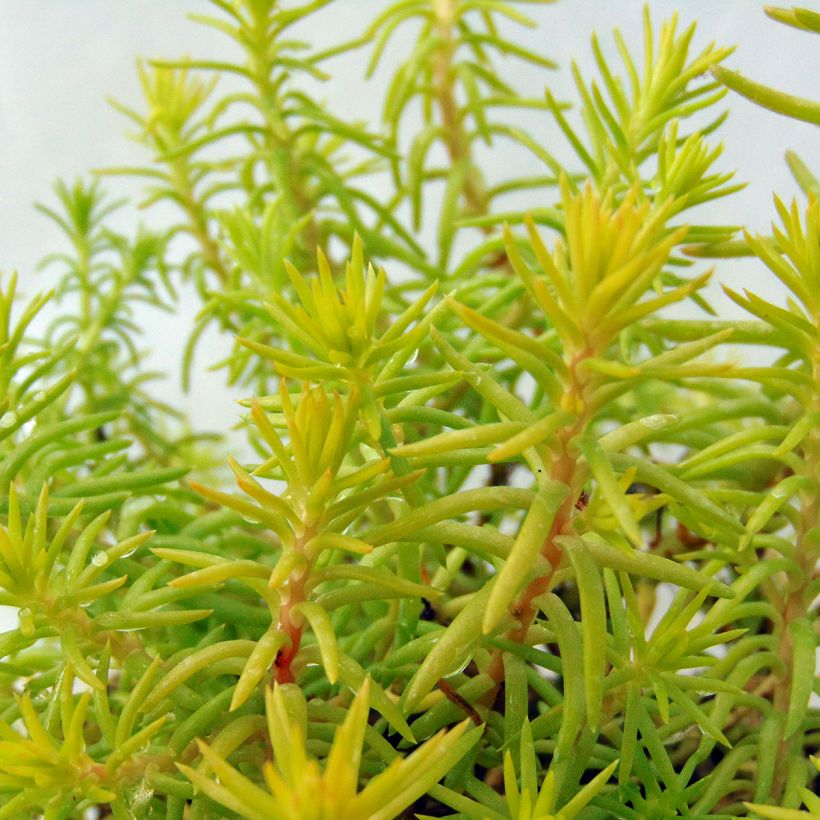 Sedum reflexum Angelina - Tripmadam (Foliage)