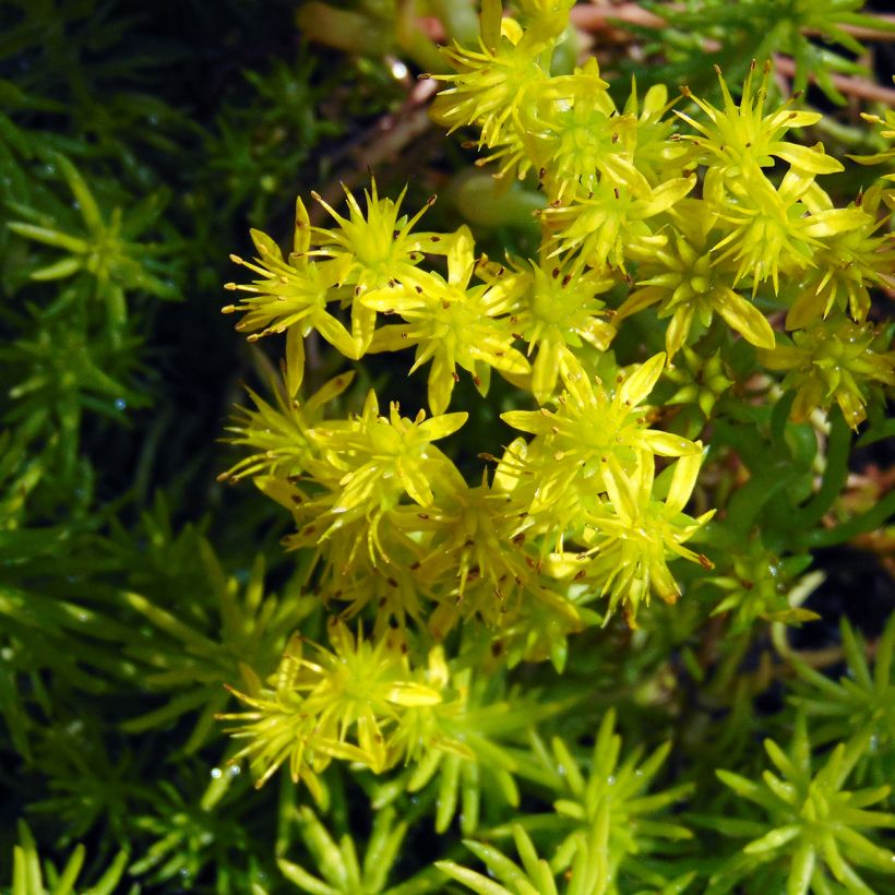 Sedum reflexum Angelina - Tripmadam (Flowering)