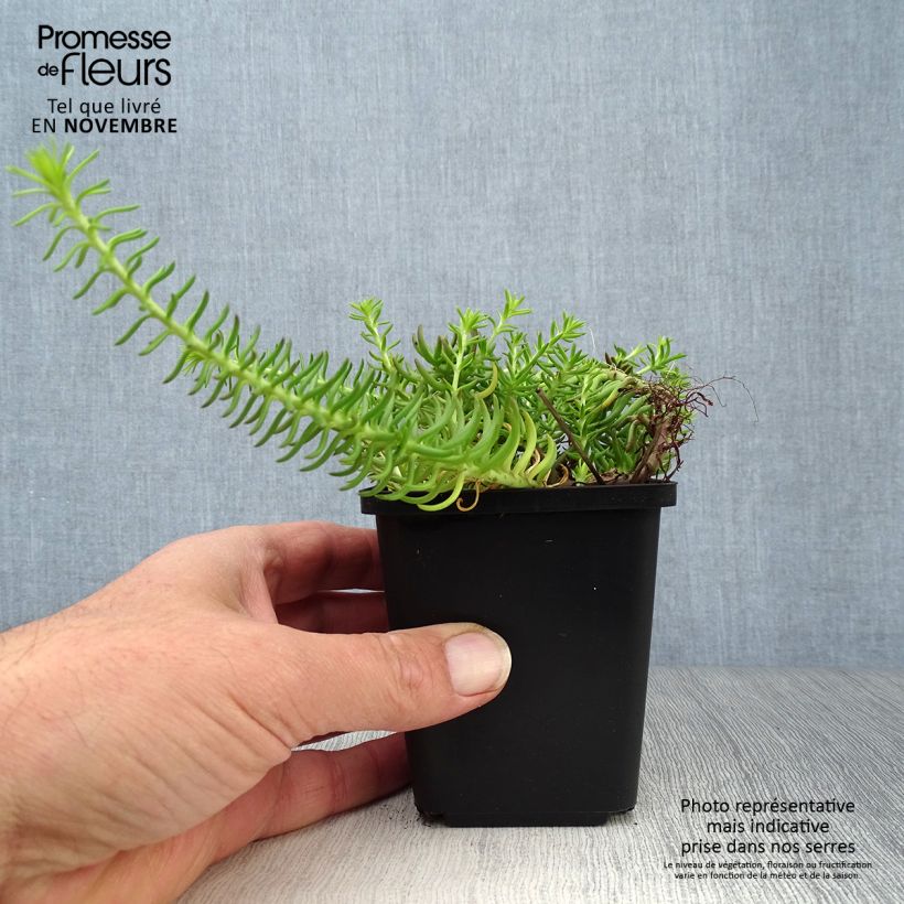 Exemplaar van Sedum reflexum Angelina - Tripmadam Kweekpotje van 8/9 cm zoals geleverd in de herfst
