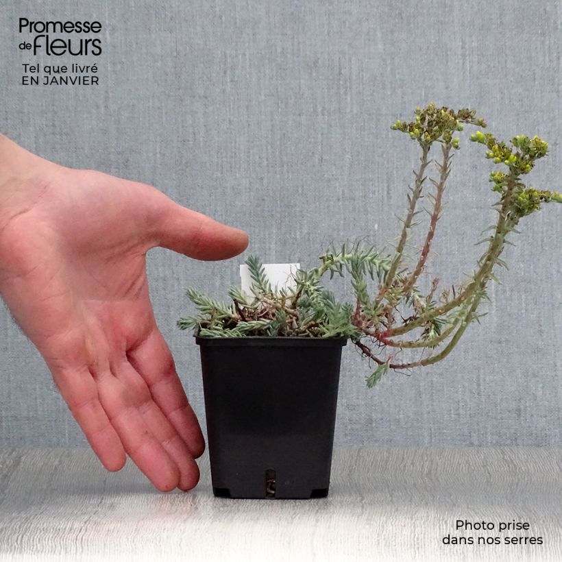 Example of Sedum reflexum Blue Spruce Kweekpotje van 8/9 cm as you get in hiver