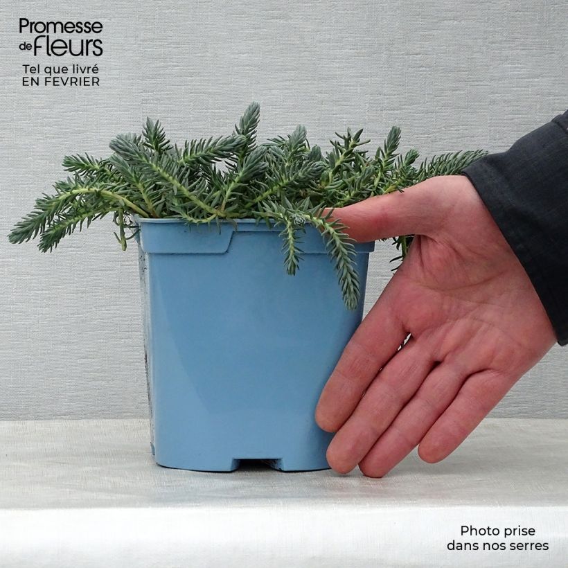 Example of Sedum reflexum Blue Spruce Pot van 2 l/3 l as you get in hiver