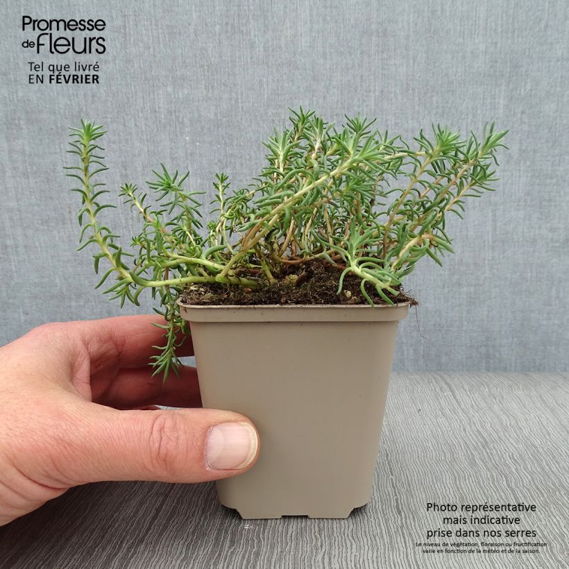 Example of Sedum reflexum - Orpin des rochers, Orpin réfléchi Kweekpotje van 8/9 cm as you get in hiver