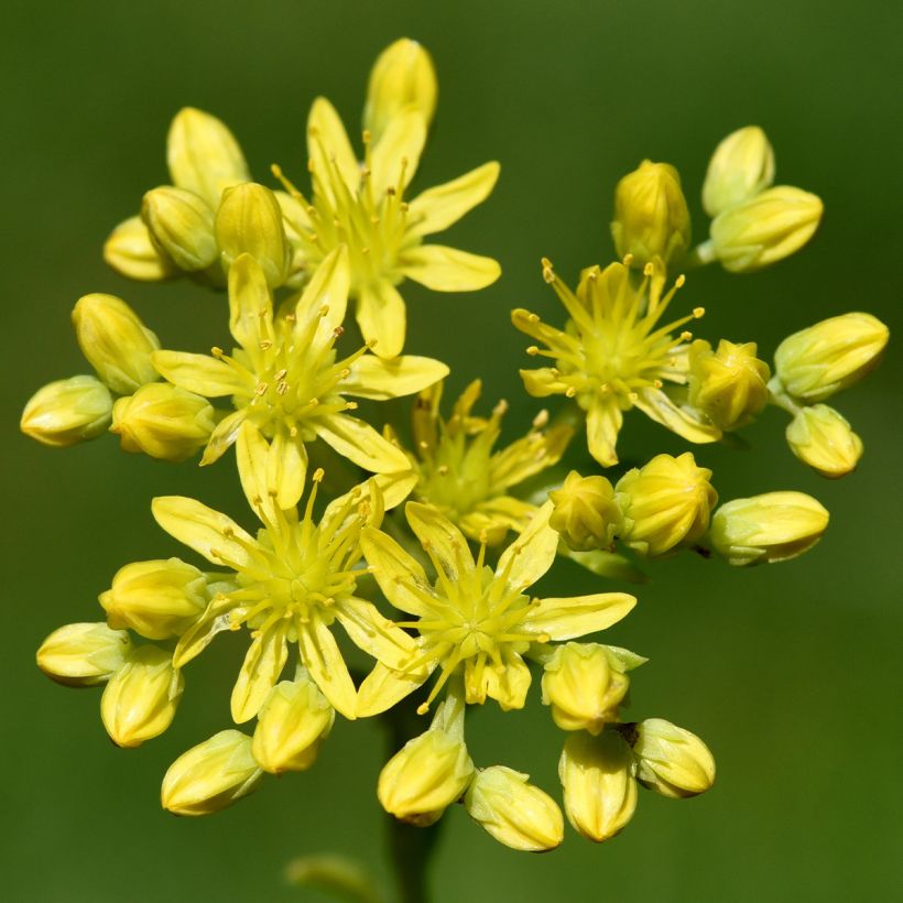 Sedum reflexum - Tripmadam (Flowering)