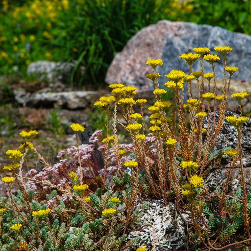 Sedum reflexum - Tripmadam (Plant habit)